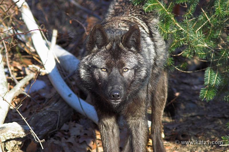 Arctic Wolf 005